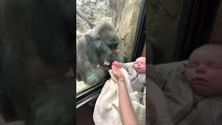 Mother shares unique maternal bond with gorilla FULL VIDEO [upl. by Cordelia988]