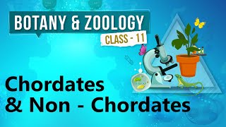 Chordates amp Non  Chordates  Kingdom Animalia  Biology Class 11 [upl. by Casper]