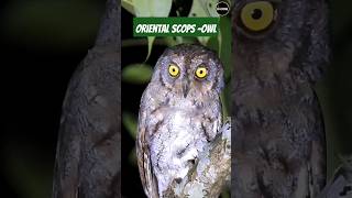 Oriental scops owl 2024 birds photography nature reels halloween netflix migratorybirds [upl. by Hgielrak]