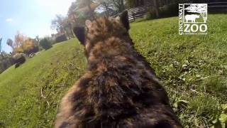 Cheetah Runs Full Speed with GoPro  Cincinnati Zoo [upl. by Orten]