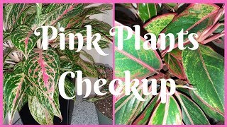 Pink Indoor Plants Update 2019 [upl. by Carper]