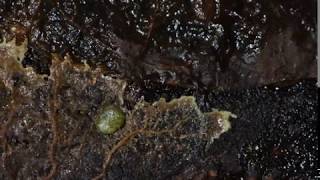 Slime mould time lapses [upl. by Diena]