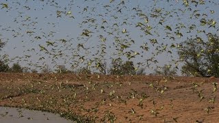 Biggest Swarm of Budgies [upl. by Aimekahs59]