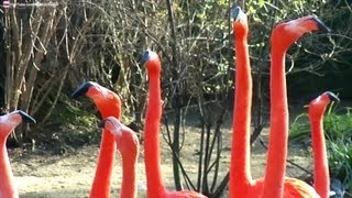 Flamants Roses rigolos qui bougent leurs têtes en même temps [upl. by Giarg]