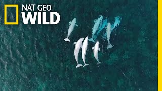 See Hundreds of Beluga Whales Gathering in the Arctic  Nat Geo Wild [upl. by Bajaj]