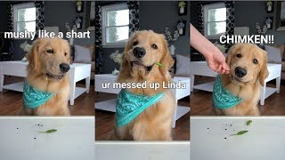 ASMR Dog Reviewing Different Types of Food  Tucker Taste Test 4 [upl. by Gaddi]