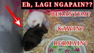 Inilah Bedanya Hamster yang Berantem Kawin dan Bermain  Hamsters Fighting Funny [upl. by Valry557]