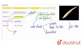 Excretion by protonephridia with solenocyte is a characteristic of [upl. by Enirual553]