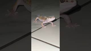 leopardgecko еублефар геккон gecko reptiles eublepharismacularius [upl. by Sremmus306]