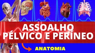 ASSOALHO PÉLVICO E PERÍNEO ANATOMIA HUMANA  PISO PÉLVICO AULA DE ANATOMIA  PELVE E PERÍNEO [upl. by Ellennahc378]