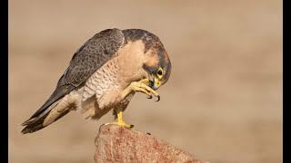 Red Naped Shaheen Falcon  Important Facts  Information [upl. by Vastha522]