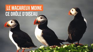 Le Macareux moine ce drôle doiseau [upl. by Lunna]