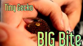 Moving Tokay Geckos DOES NOT GO WELL [upl. by Klarrisa229]