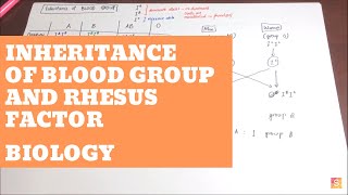 Biology Inheritance of Blood Group and Rhesus Factor [upl. by Nuavahs829]