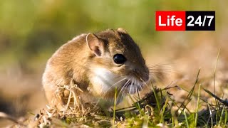 🔴 247 LIVE Cat TV for cats to watch 😺 Beautiful gerbils 4K [upl. by Rida]