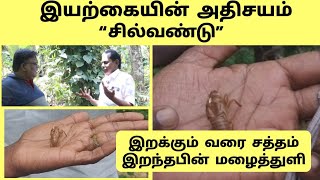 Cicada Sounds Secrets In Tamil  Cicada Unknown Facts  Silvandu  Eden Tv Info [upl. by Anelra]