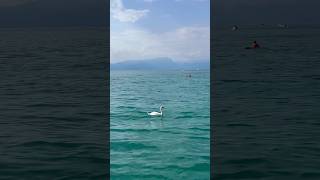 🦢🦢🌊🌊📍Lake Garda 🇮🇹❤️ shorts lakegarda garda italy [upl. by Azral]