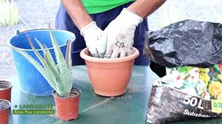 Comment planter laloe vera [upl. by Salome]