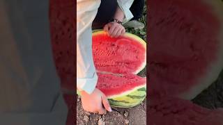 Enjoy Beautiful tasty fresh fruit 🍓🍉🍈🍇🍉 shorts shortvideo nature fruit naturalclips [upl. by Sidwohl]