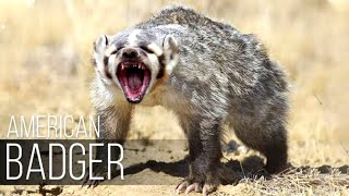 badger sound  badger sound effect  american badger  united states [upl. by Alletse]