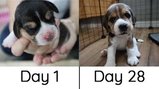 Beagle Puppies from Birth to 4 weeks [upl. by Bannon]