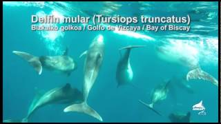 Delfín mular Tursiops truncatus [upl. by Oinegue21]