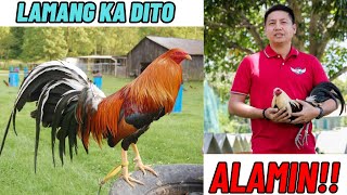 Preconditioning Tips  Alamin Kung Papaano At Gaano Kahaba [upl. by Vargas814]