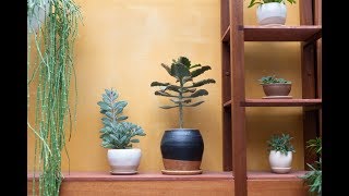 Best Plant Shops in Williamsburg Brooklyn — Plant One On Me — Ep 037 [upl. by Zoba403]