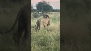 Powerful Lion Roaring at Dusk  Incredible Wildlife Encounter [upl. by Airat]