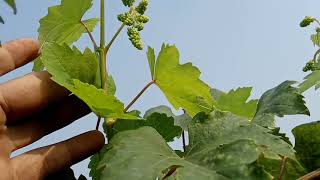 DOKUMENTASI UPDATE PERKEMBANGAN SEMUA POHON ANGGUR DI TANGERANG GRAPE [upl. by Vastha]