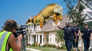 Cops Called for iguana Hunting in Florida Neighborhood But What Happened [upl. by Nodnol]