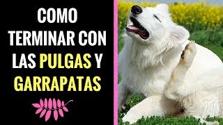 🛑COMO ELIMINAR LAS PULGAS y GARRAPATAS DE TU PERRO 👉  1  Método Muy EFECTIVO 👈 🛑 [upl. by Arriaes]