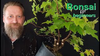 Bonsai Techniken Wurzelgestaltung [upl. by Tyoh]