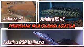 PERBEDAAN IKAN CHANNA ASIATICA RS  RSWS  RSP KALIMAYA [upl. by Attenaz10]