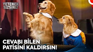 Hem Şirinler Hem Zekiler Unutamadığımız Köpekler 🐶  Yetenek Sizsiniz Türkiye [upl. by Lashondra]