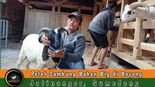 PETET BAHAN BIG KE JATINANGOR SUMEDANG [upl. by Hsot]