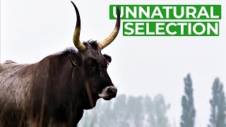 Unnatural Selection  How Humans Are Changing Evolution  Free Documentary Nature [upl. by Eiral]