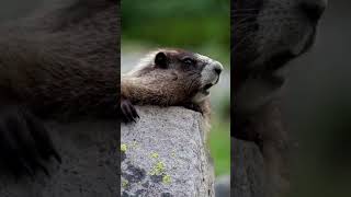 o Kaio marmota gritando marmota kaio [upl. by Isayg]