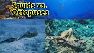 Squids vs Octopuses How to Distinguish Them [upl. by Tsuda]