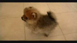 Pomeranian Puppieswmv [upl. by Gianni]