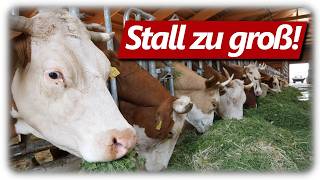 Stall zu groß für die Kühe  Milchvieh Doku Kuh bis Käse Mehr Tierwohl So geht es richtig [upl. by Aicitel]