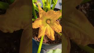 Ants are on Zucchini flowersor Squash Flowers  Do This Fast [upl. by Enirehtak610]