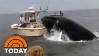 Watch Whale capsizes boat sending 2 fishermen into the water [upl. by Ransom]