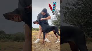 Gumena Vileda za četkanje psa  👌🏻 vileda dog doglover doberman dobermaninfinity [upl. by Aneez896]