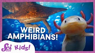 Weird and Wonderful Amphibians  SciShow Kids Compilation [upl. by Leanne]