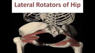 Lateral Rotators of Hip Joint [upl. by Lapides]