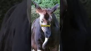 Okapi Secrets of the African facts animals wildlife nature adventure curiosity [upl. by Lari]