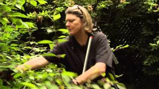 How to Prune Beautyberry  Callicarpa  Video Tutorials with Plant Amnesty [upl. by Dorkas]