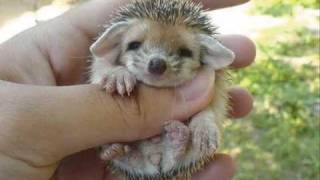 Cute baby hedgehog [upl. by Bunder]