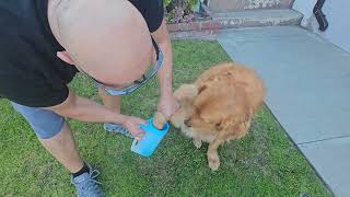 Dog Paw Cleaner for Dogs [upl. by Aysa]